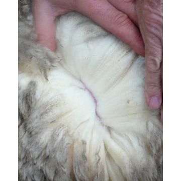 Μονή (160x240cm) - Μπεζ [MODEL PNN-003421.701583] [EAN 6003190112345]