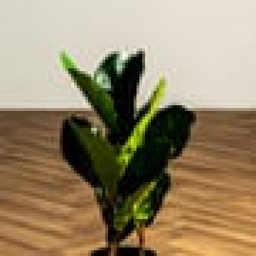 Φίκος Φυτό Τεχνητό Plant 50cm.  Πράσινο - 