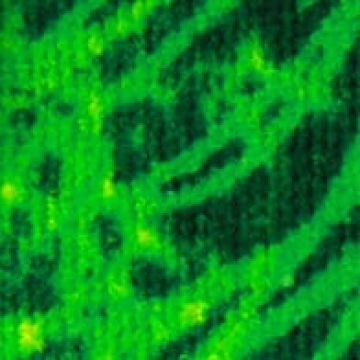 Λαβέτα | 30x30cm [MODEL PNN-003560.698678] [EAN 8010551312345]