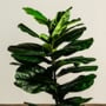 Φίκος Λυράτα Φυτό Τεχνητό Plant 100cm Πράσινο - 