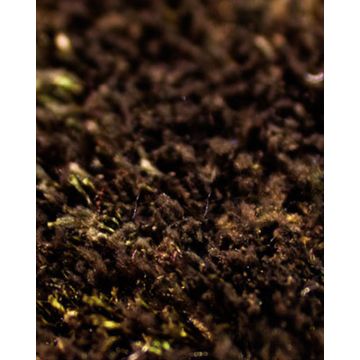 Καφέ Σκούρο [MODEL PNN-016999.703046]