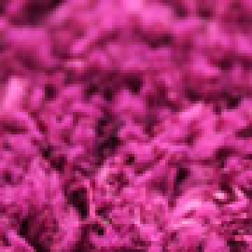 Μελιτζανί Απαλό [MODEL PNN-016999.703045]