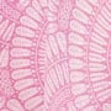 Διάμετρος 130cm - Λιλά [MODEL PNN-004519.699792] [EAN 1811135012345]