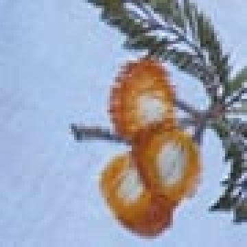  Θήκη Για Cookies, Ψωμί Με Κέντημα Βελανίδι  Salt ΙΙΙ One Size Άσπρο - 