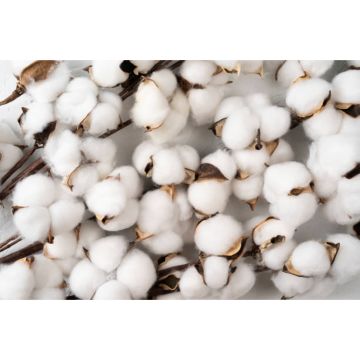 HIREMO WAX MELT COTTON της Eolia Cosmetics - 